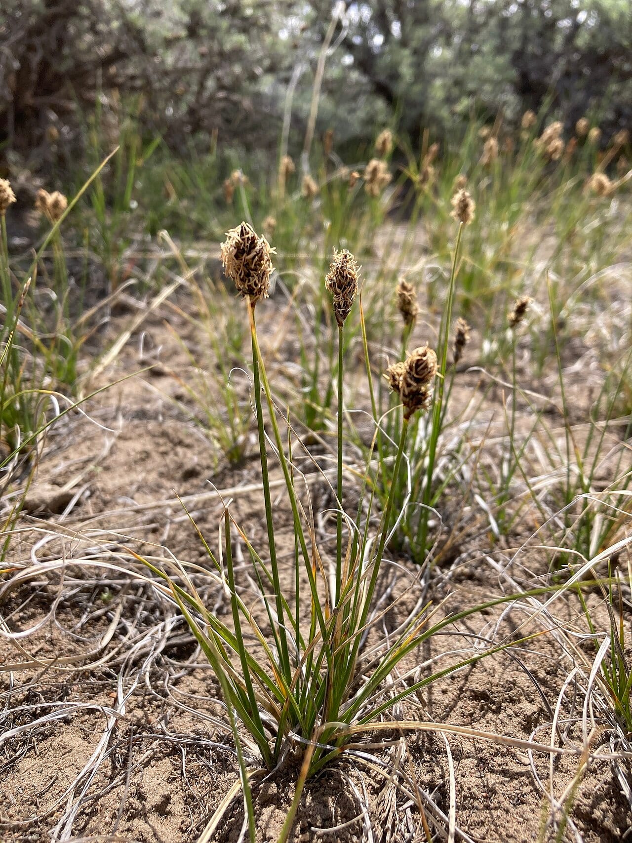 Needleleaf sedge (Carex duriuscula)
