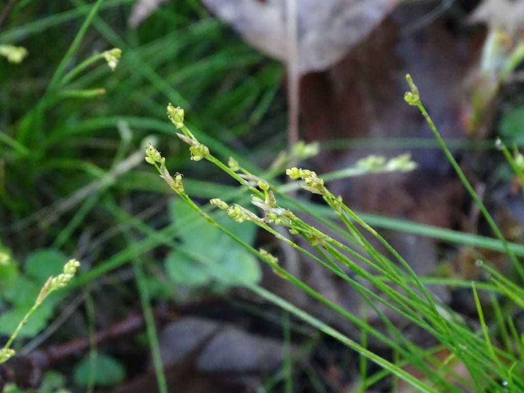 Bristleleaf sedge (Carex eburnea)