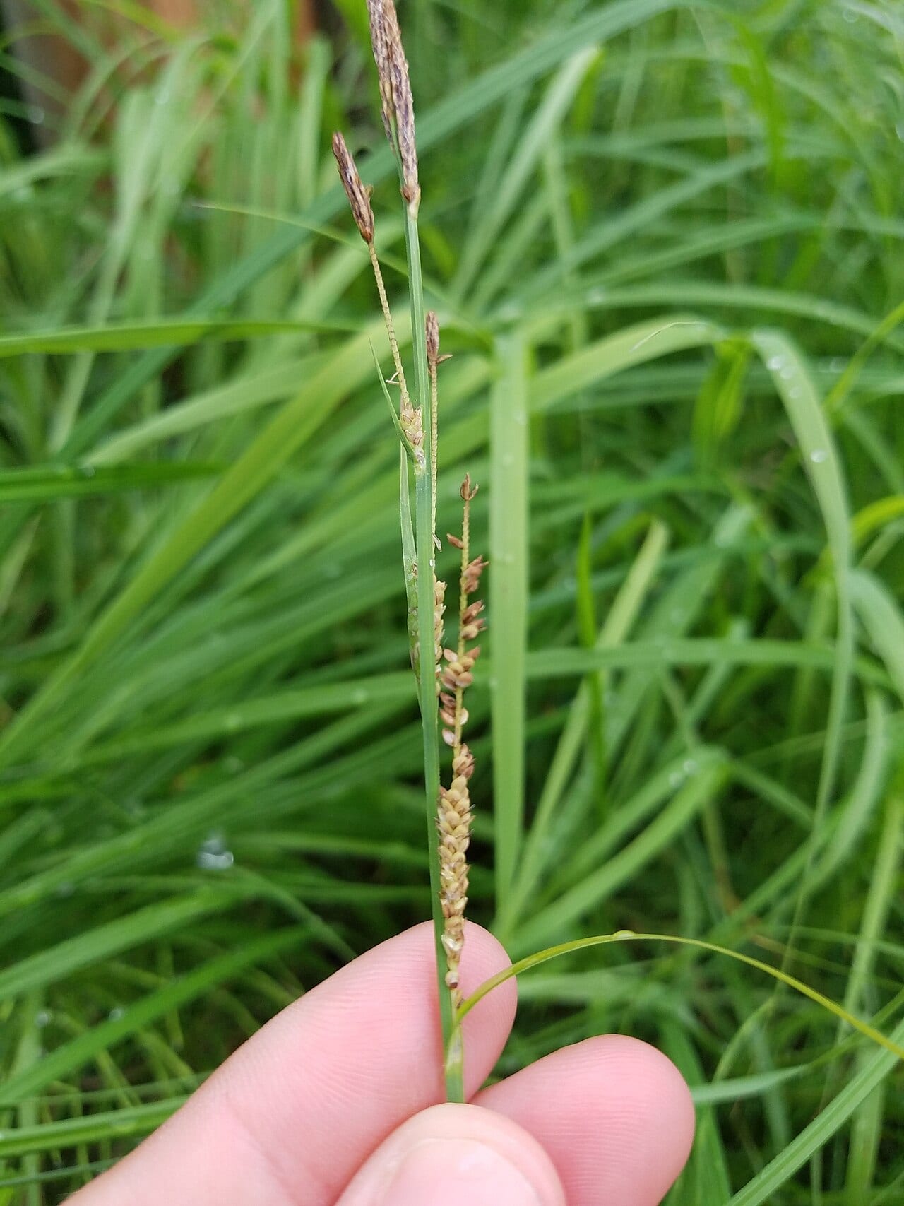 Emory's sedge (Carex emoryi)