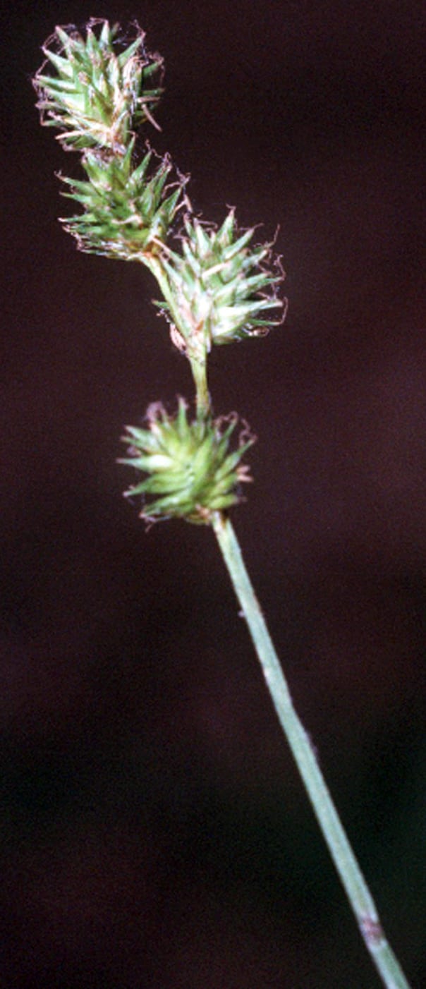 Fescue sedge (Carex festucacea)