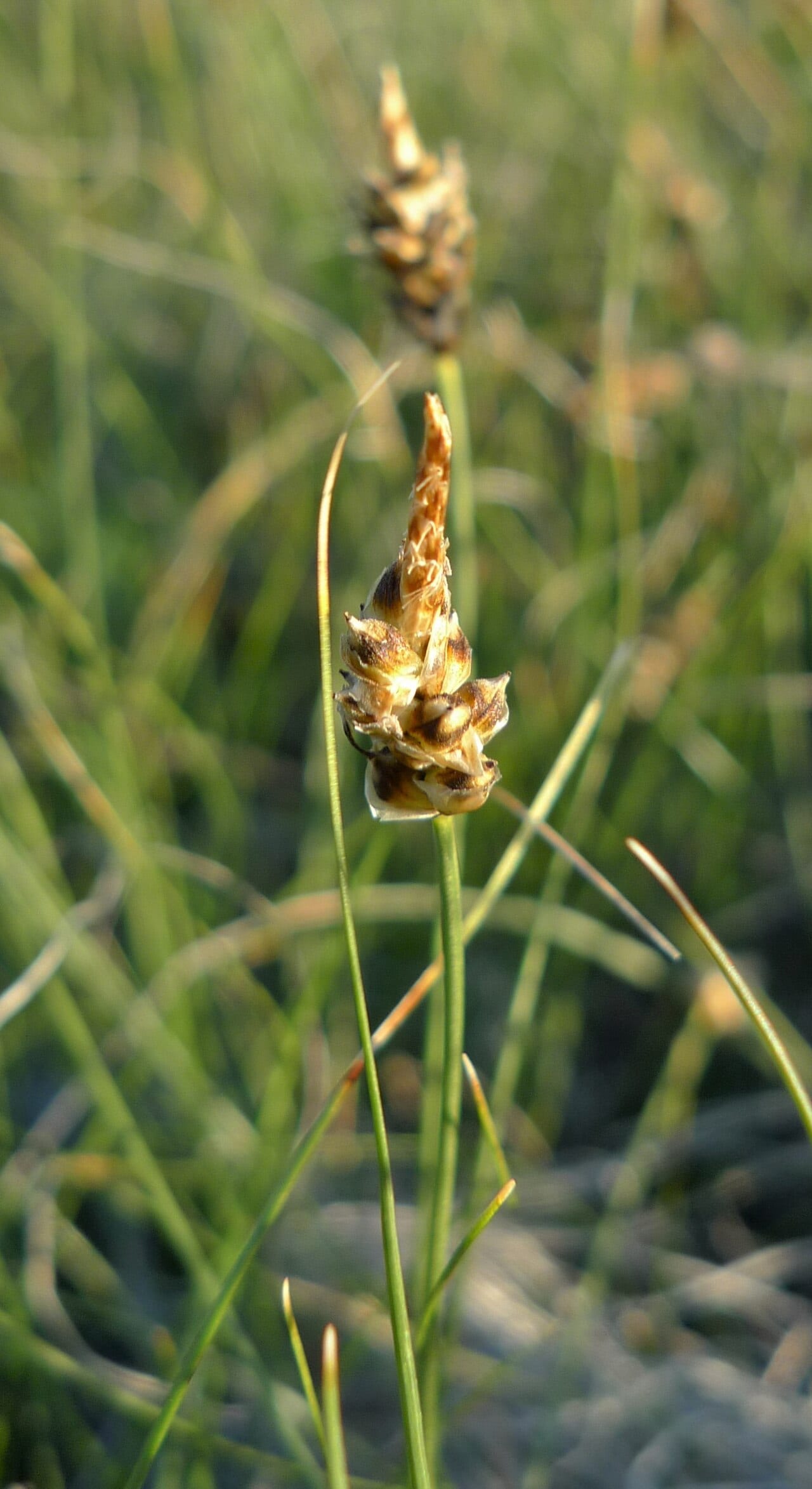 Thread leaf sedge (Carex filifolia)
