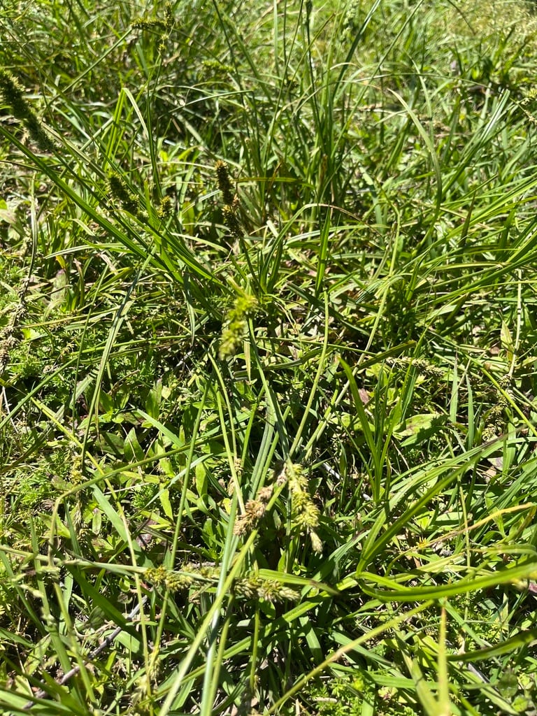 Hammock sedge (Carex fissa var. fissa)