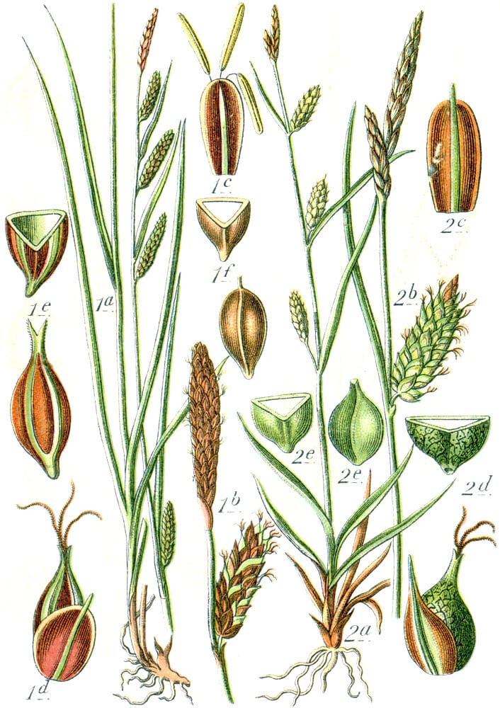 Hammock sedge (Carex fissa)