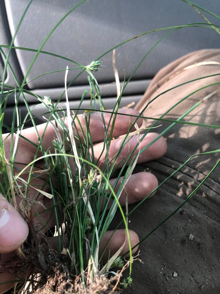 Florida sedge (Carex floridana)