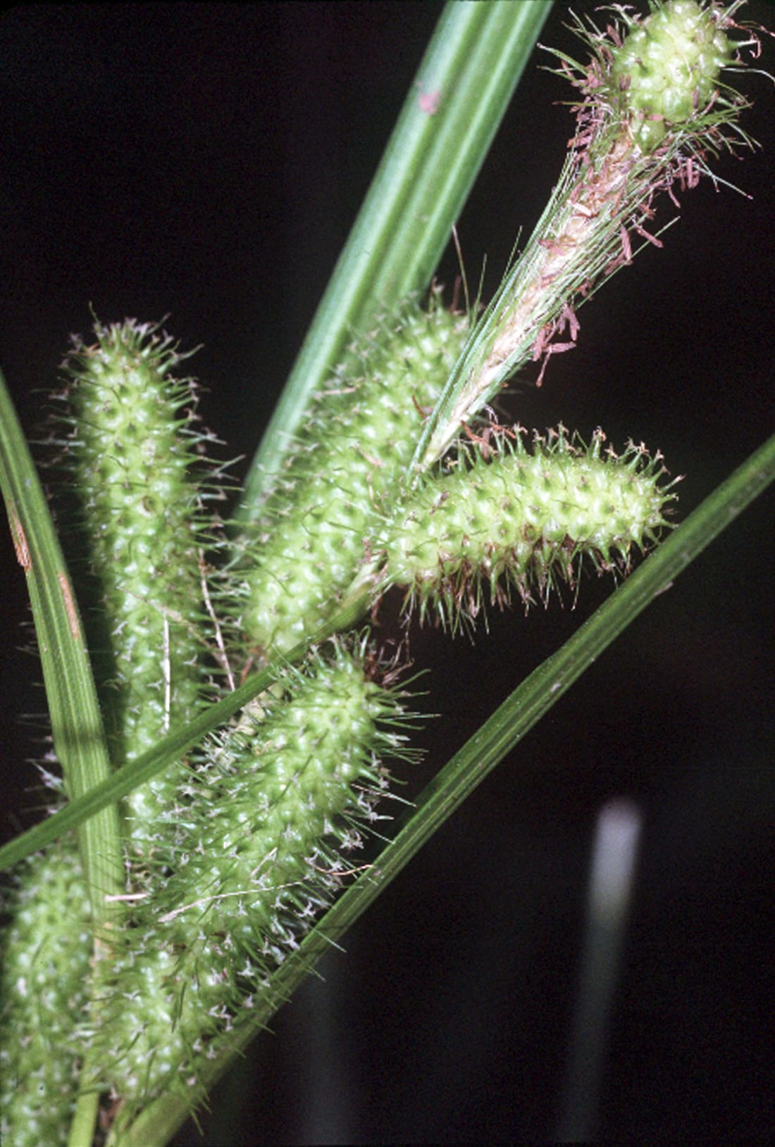Frank's sedge (Carex frankii)