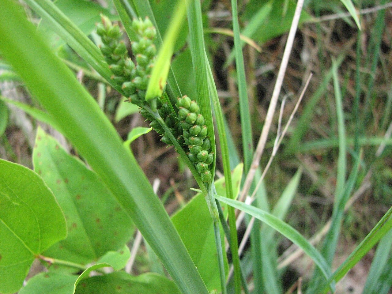 Blue sedge (Carex glaucodea)