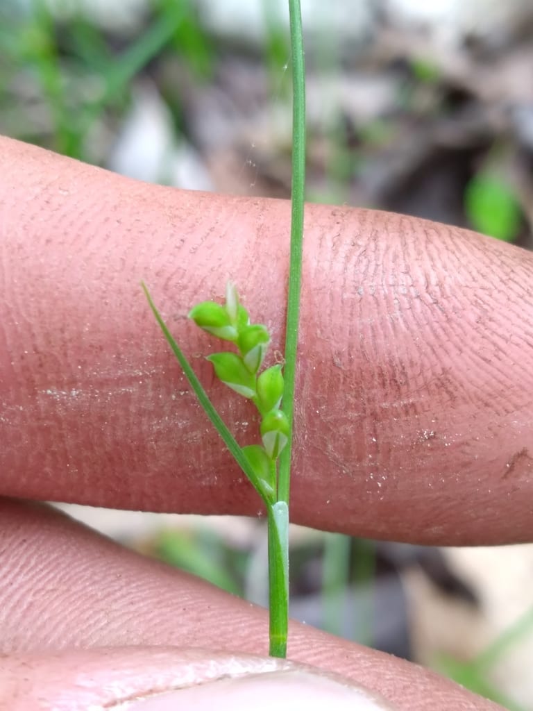 Slender looseflower sedge (Carex gracilescens)