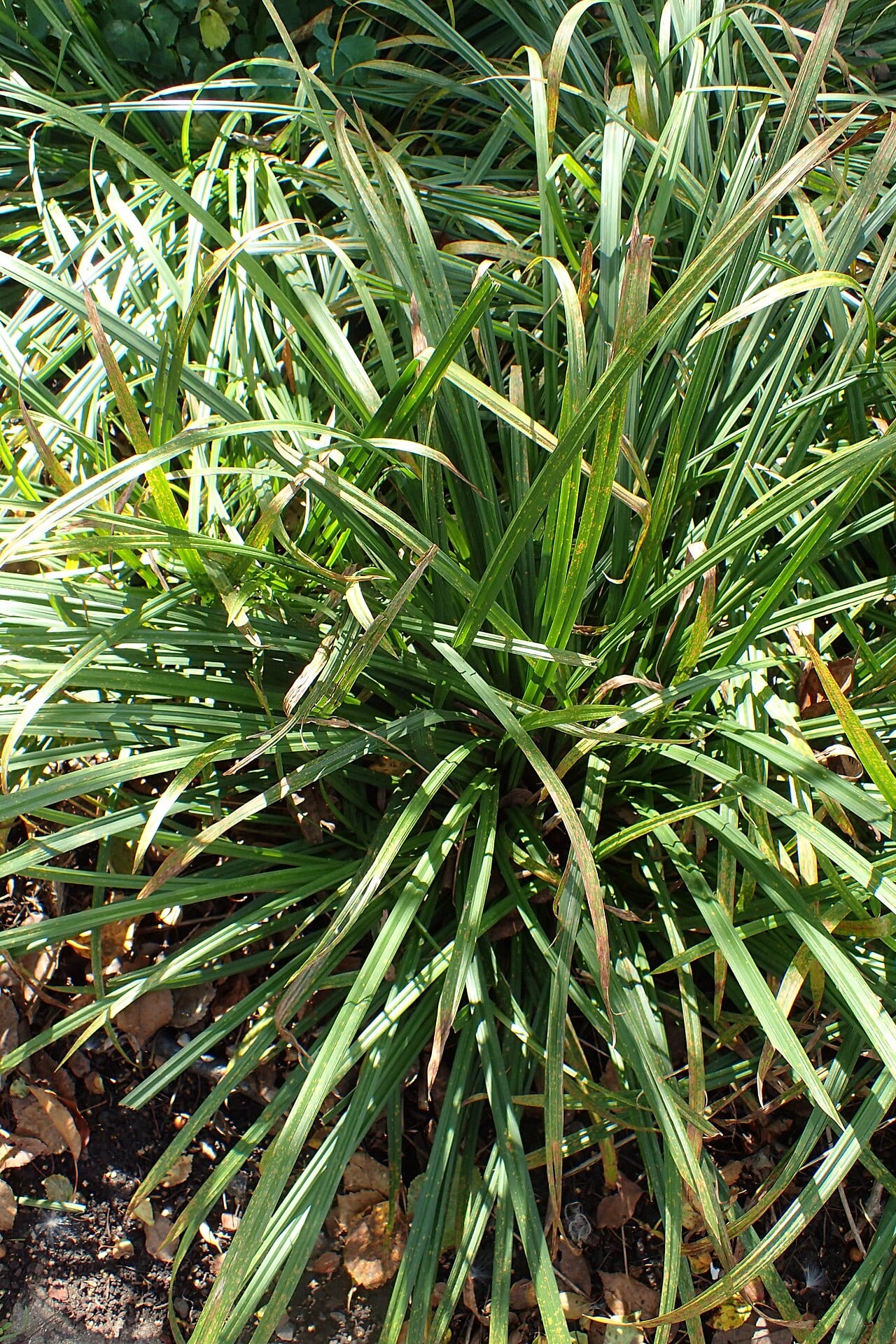 Graceful sedge (Carex gracillima)