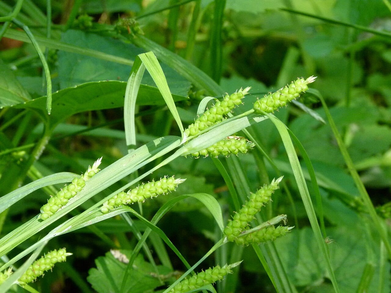 Limestone meadow sedge (Carex granularis)