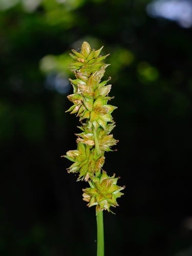 Heavy sedge (Carex gravida var. gravida)
