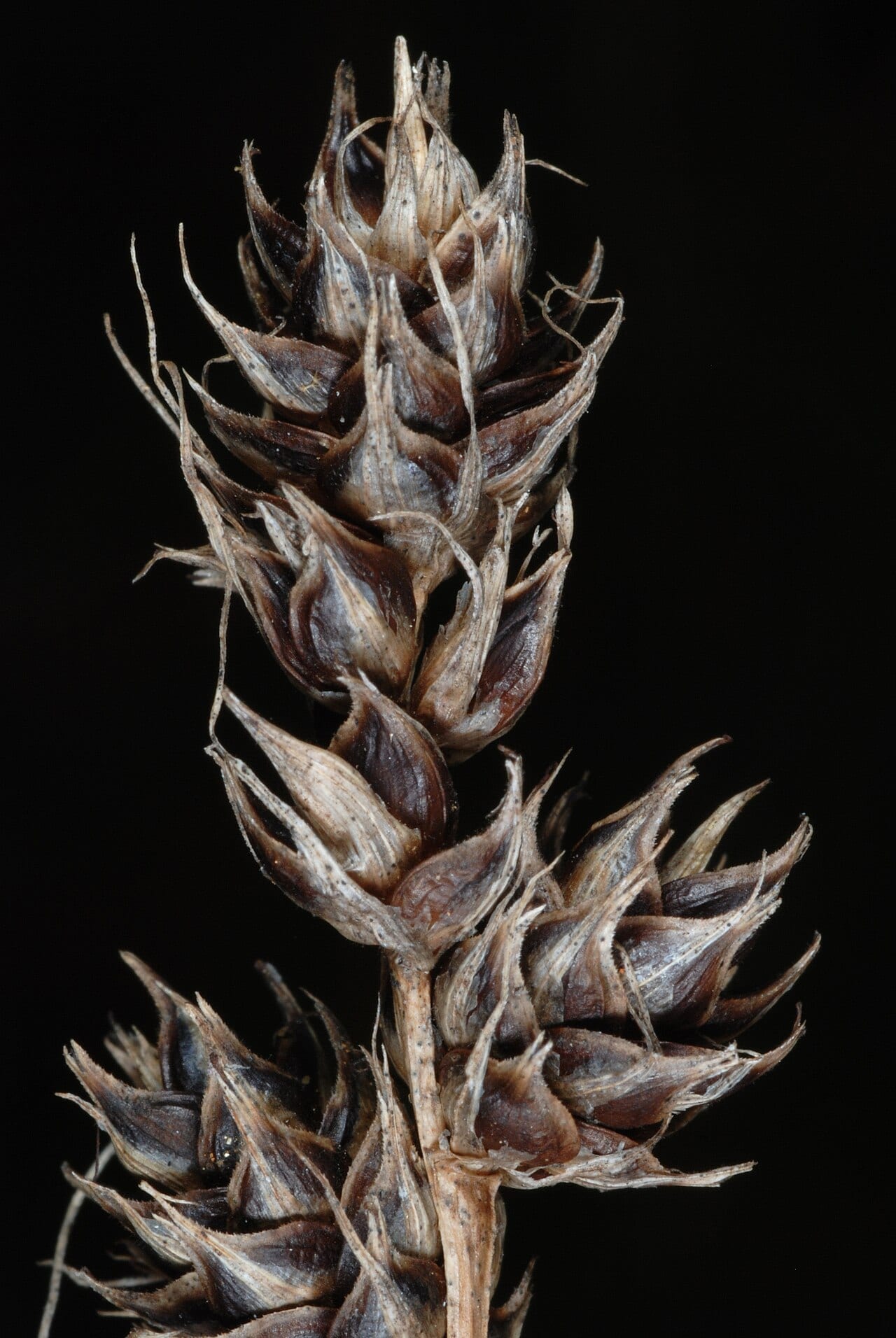 Heavy sedge (Carex gravida)