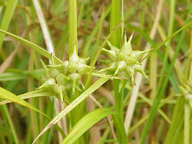 Gray's sedge (Carex grayi)