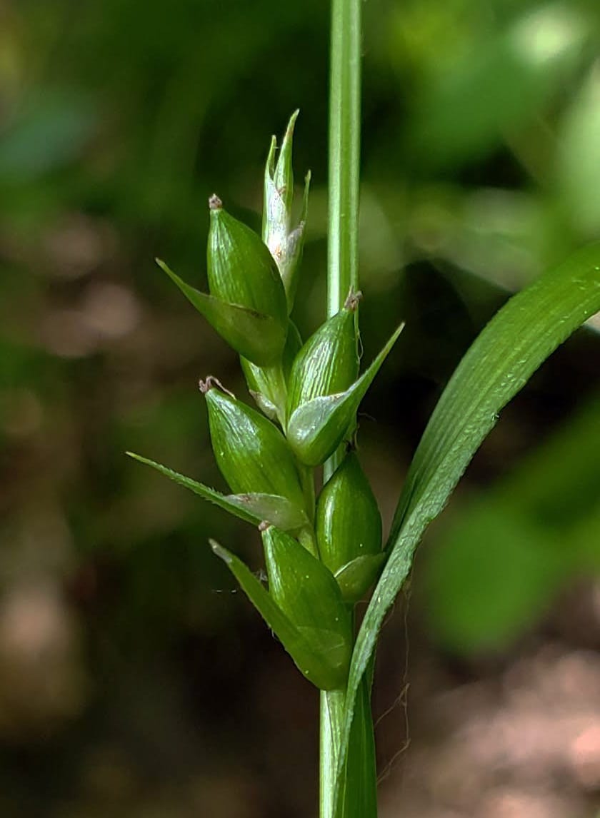 Inflated narrow-leaf sedge (Carex grisea)