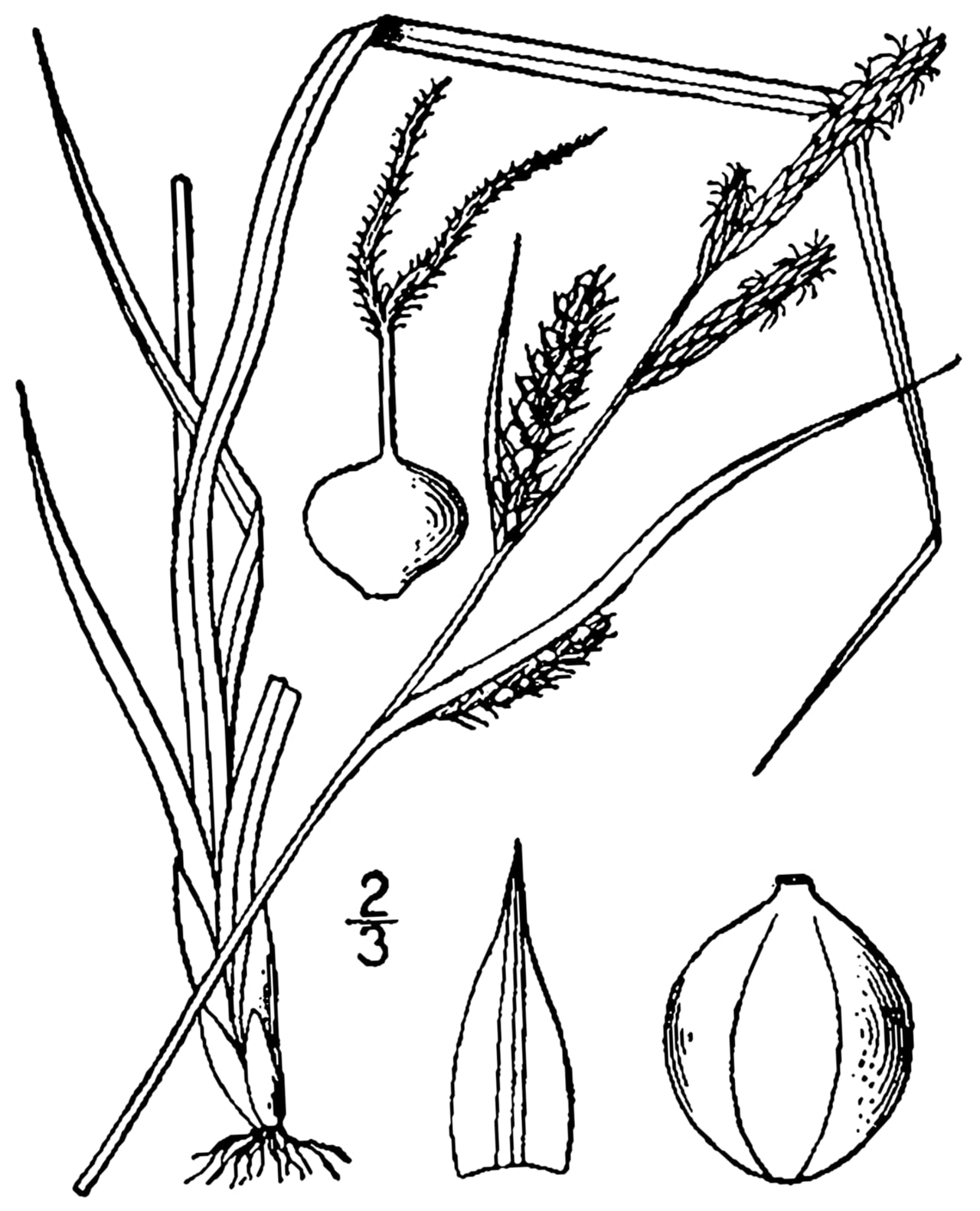 Hayden's sedge (Carex haydenii)