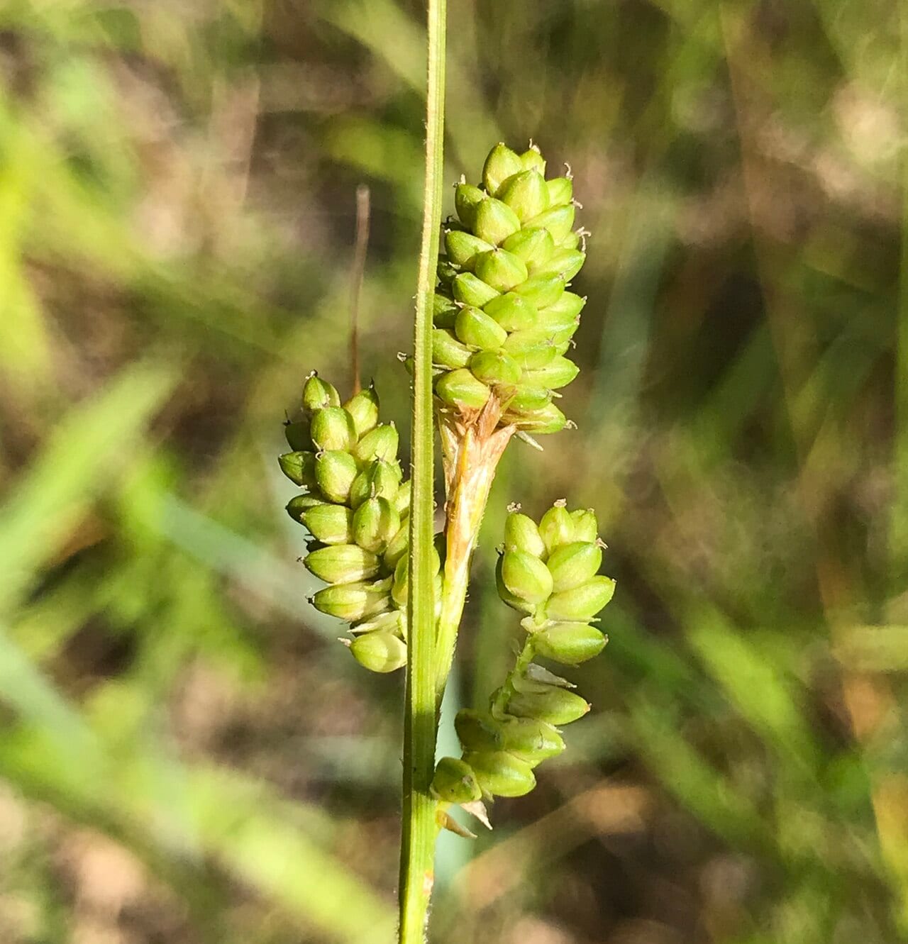 Fuzzy wuzzy sedge (Carex hirsutella)