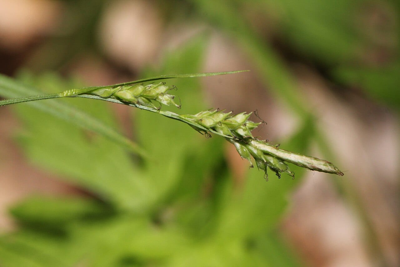 Pubescent sedge (Carex hirtifolia)