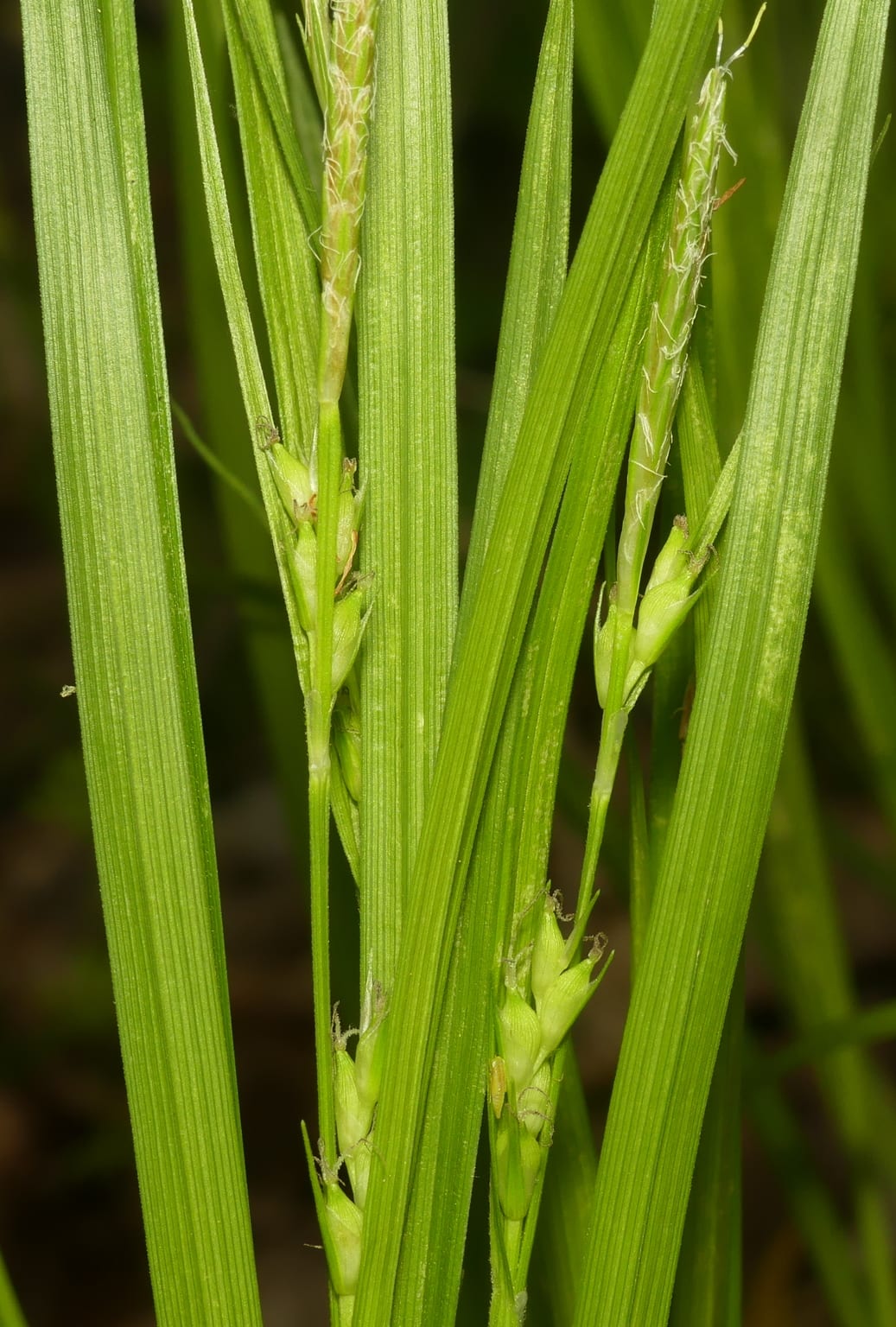Hitchcock's sedge (Carex hitchcockiana)
