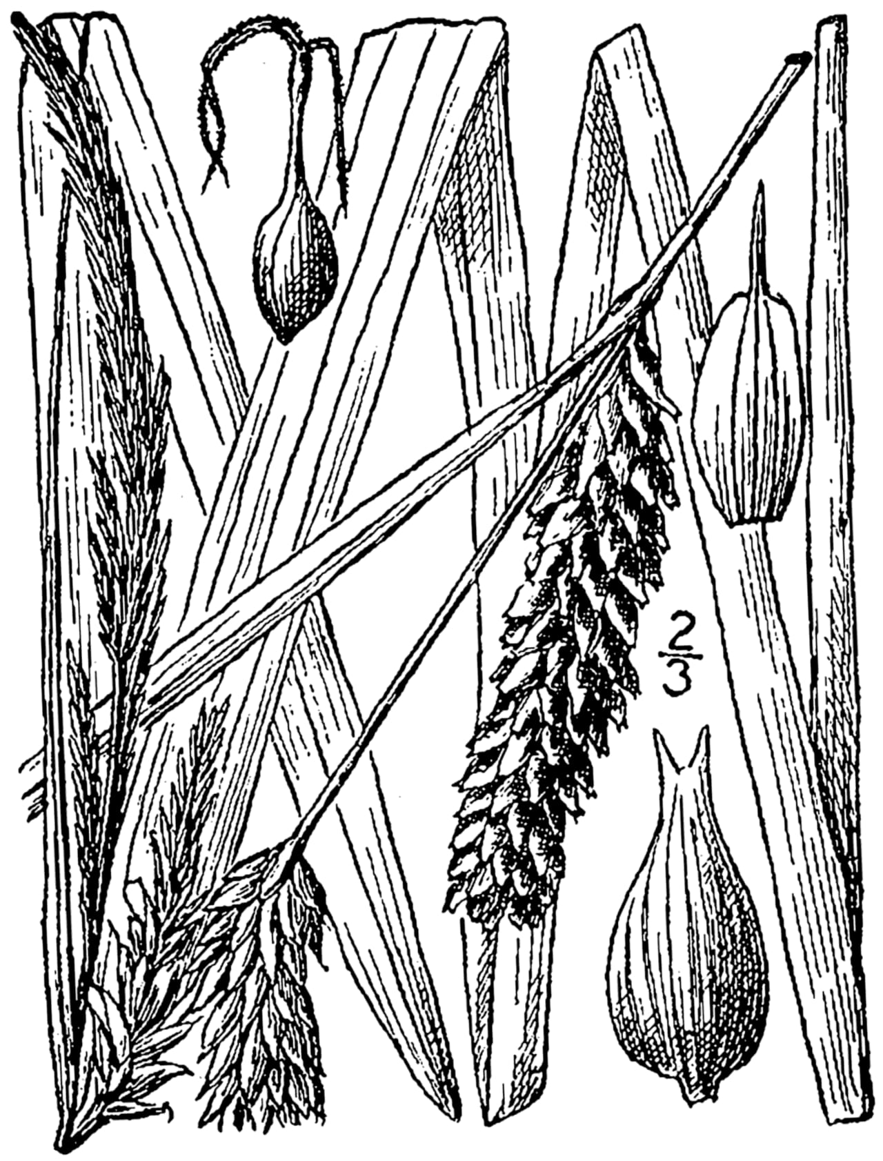 Shoreline sedge (Carex hyalinolepis)