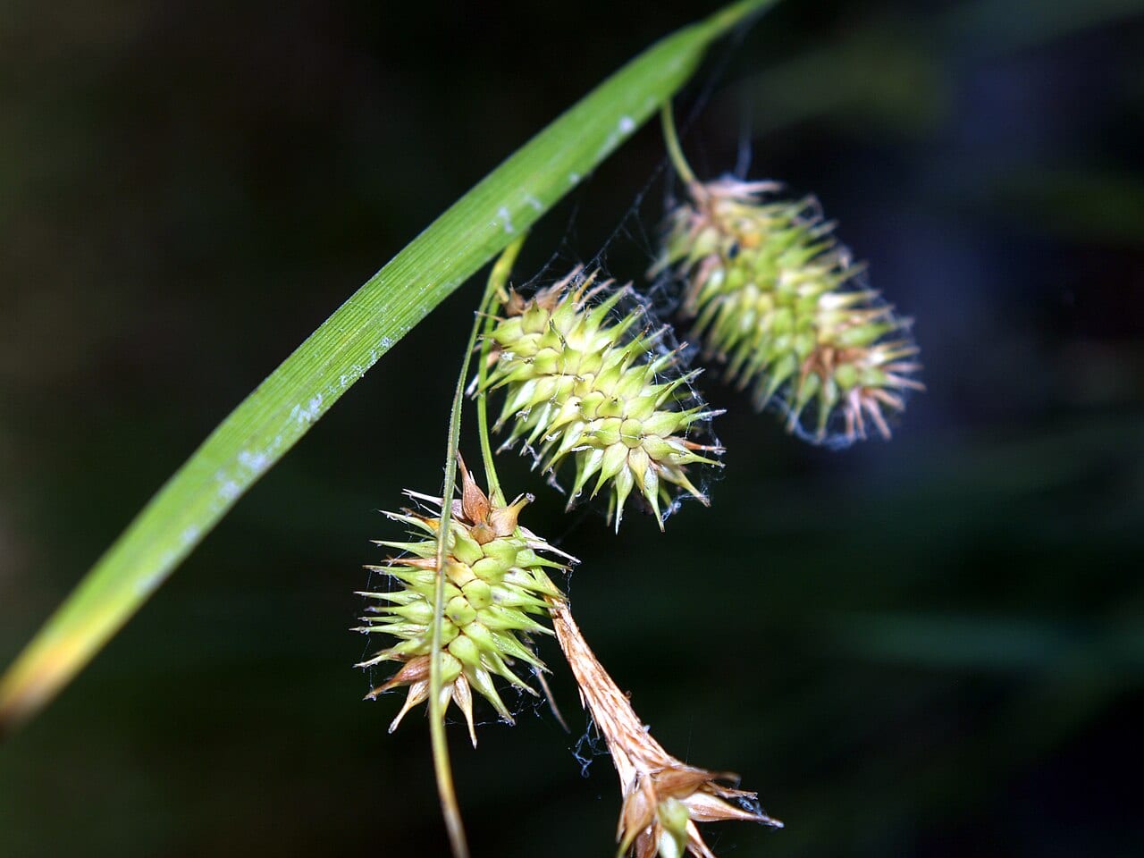 Bottlebrush sedge (Carex hystericina)