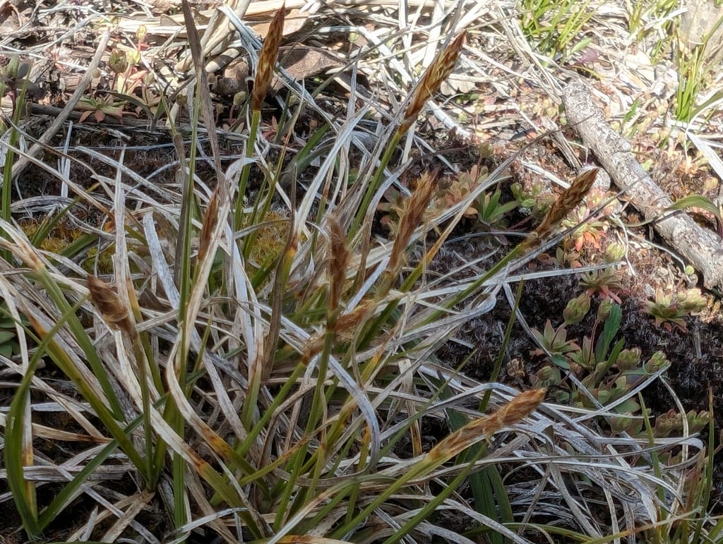 Sun sedge (Carex inops ssp. heliophila)