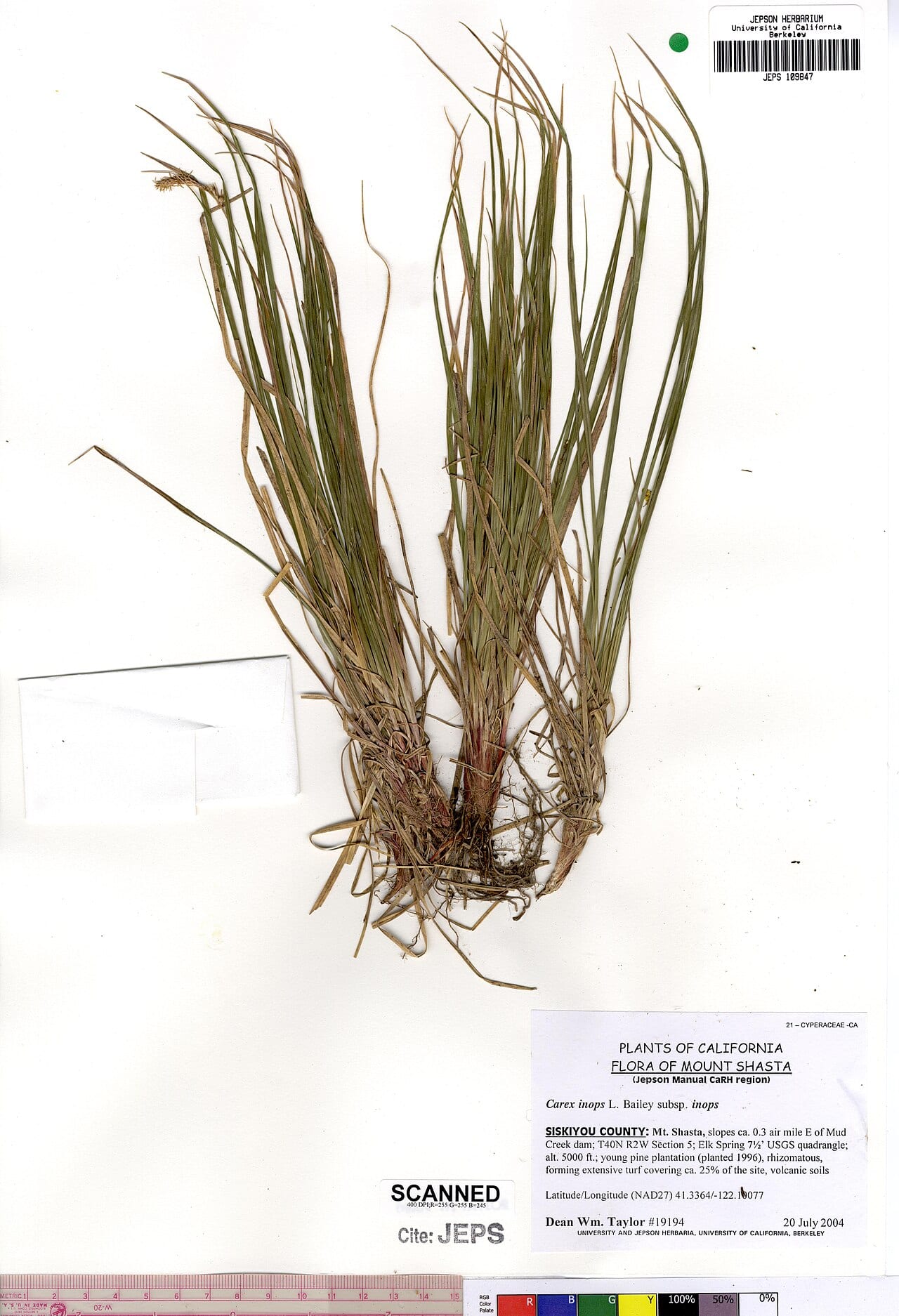 Long stolon sedge (Carex inops)