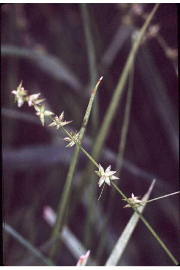 Inland sedge (Carex interior)