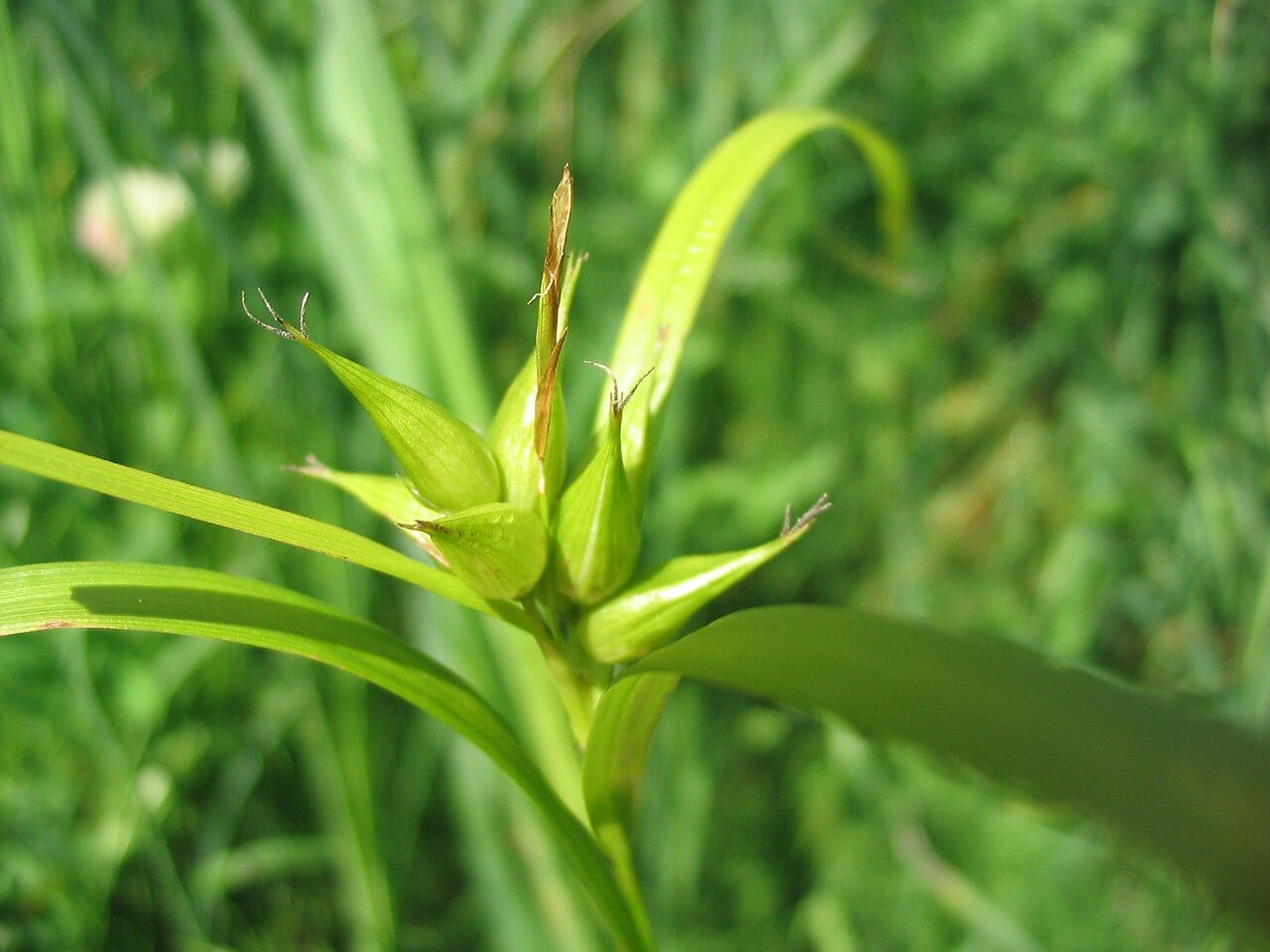 Greater bladder sedge (Carex intumescens)