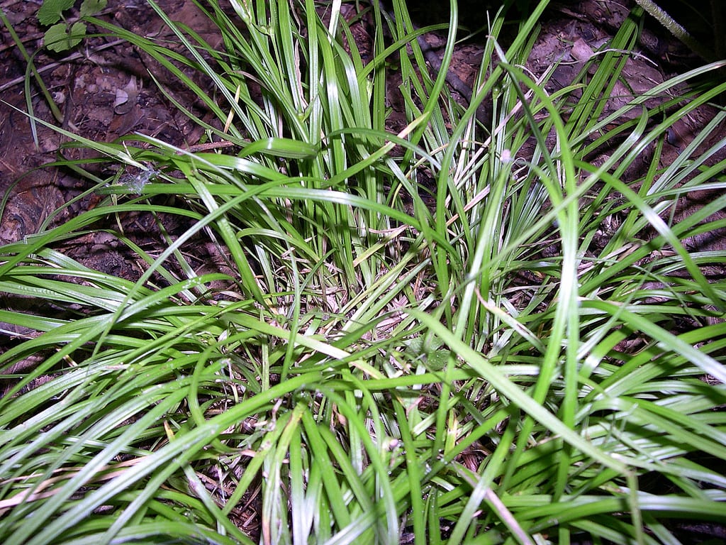 James' sedge (Carex jamesii)