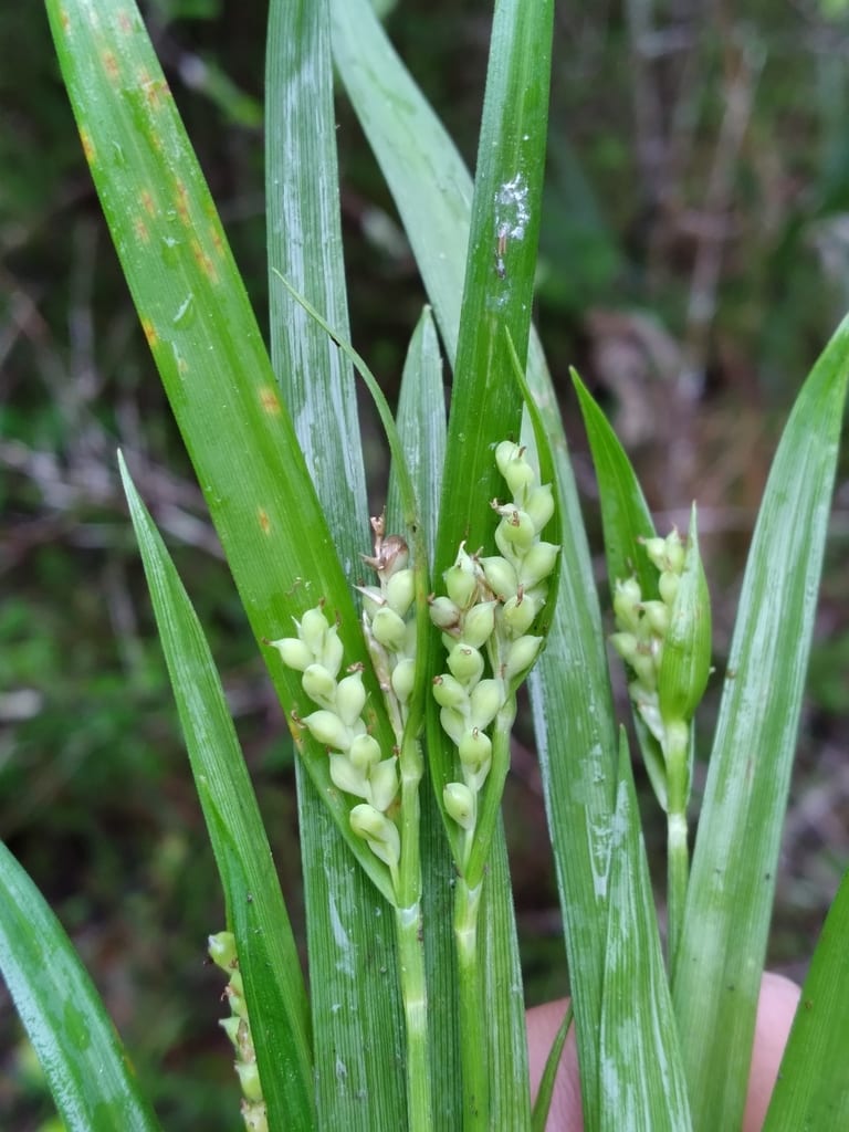 Kral's sedge (Carex kraliana)