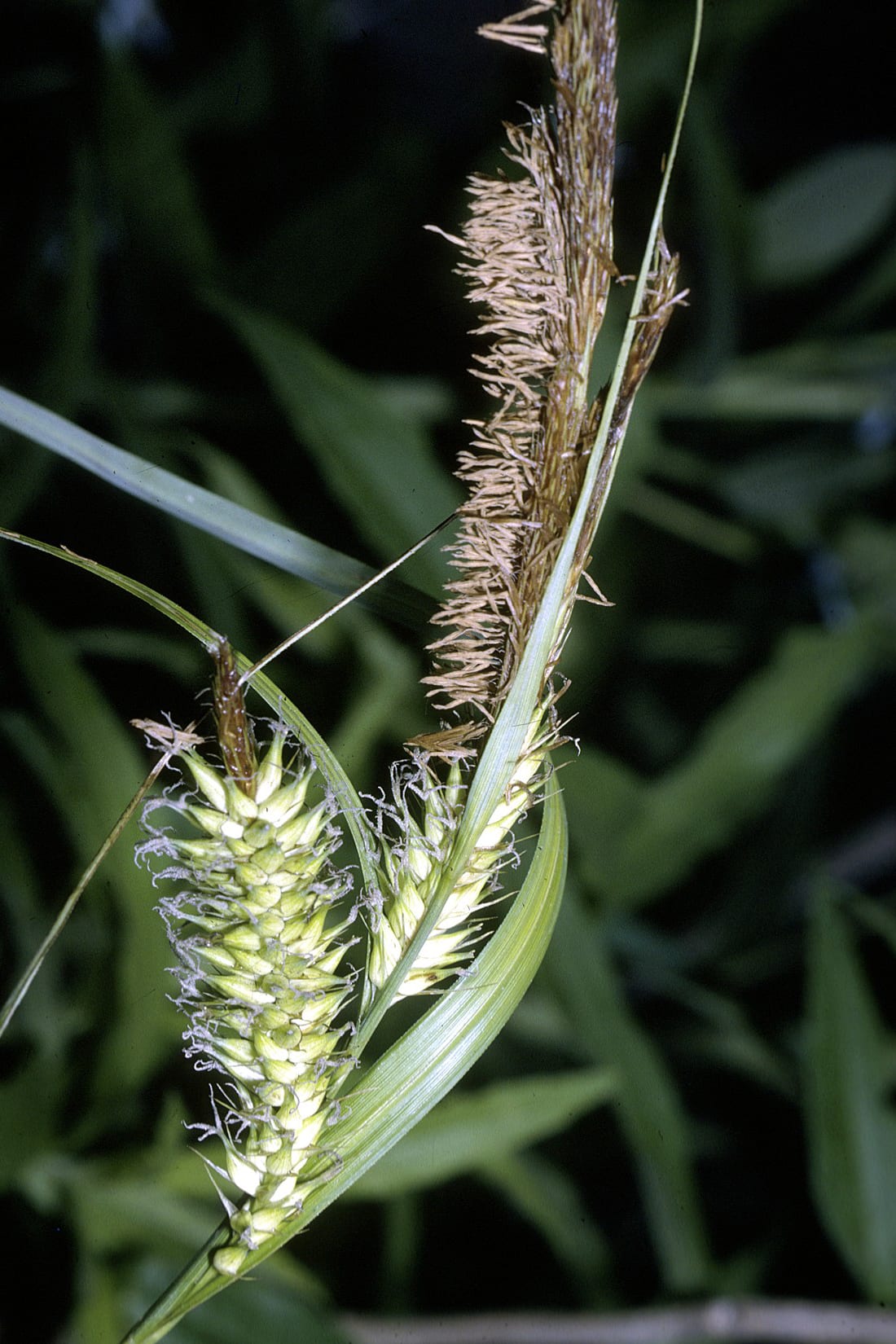 Hairy sedge (Carex lacustris)