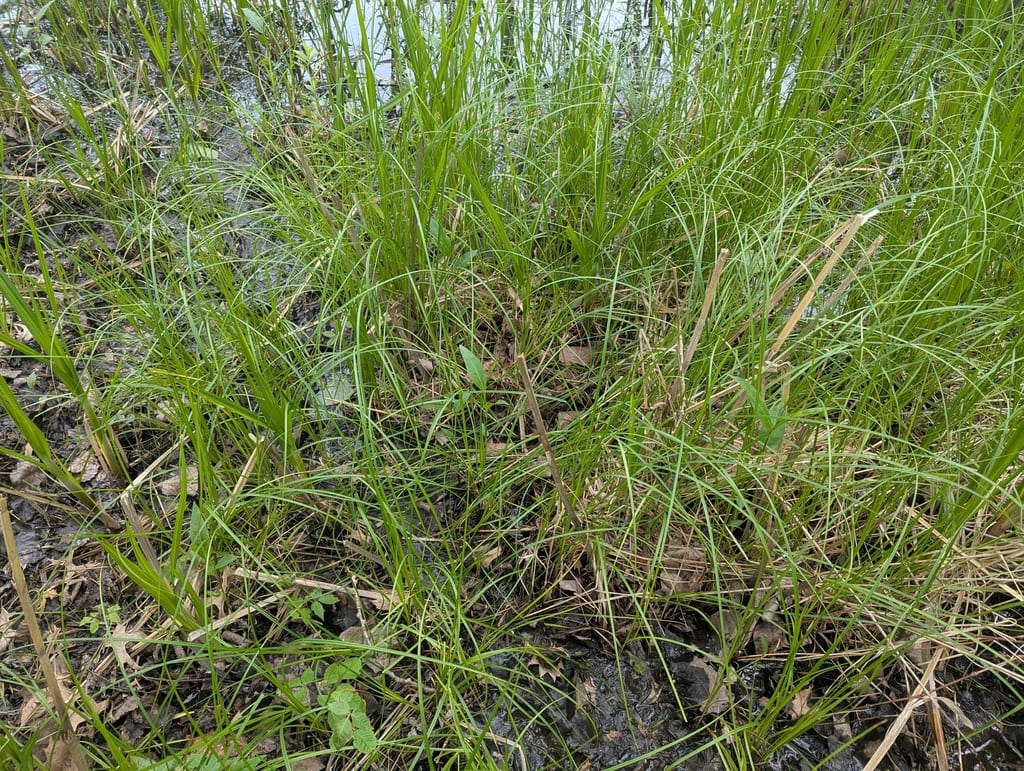 Smooth-cone sedge (Carex laeviconica)
