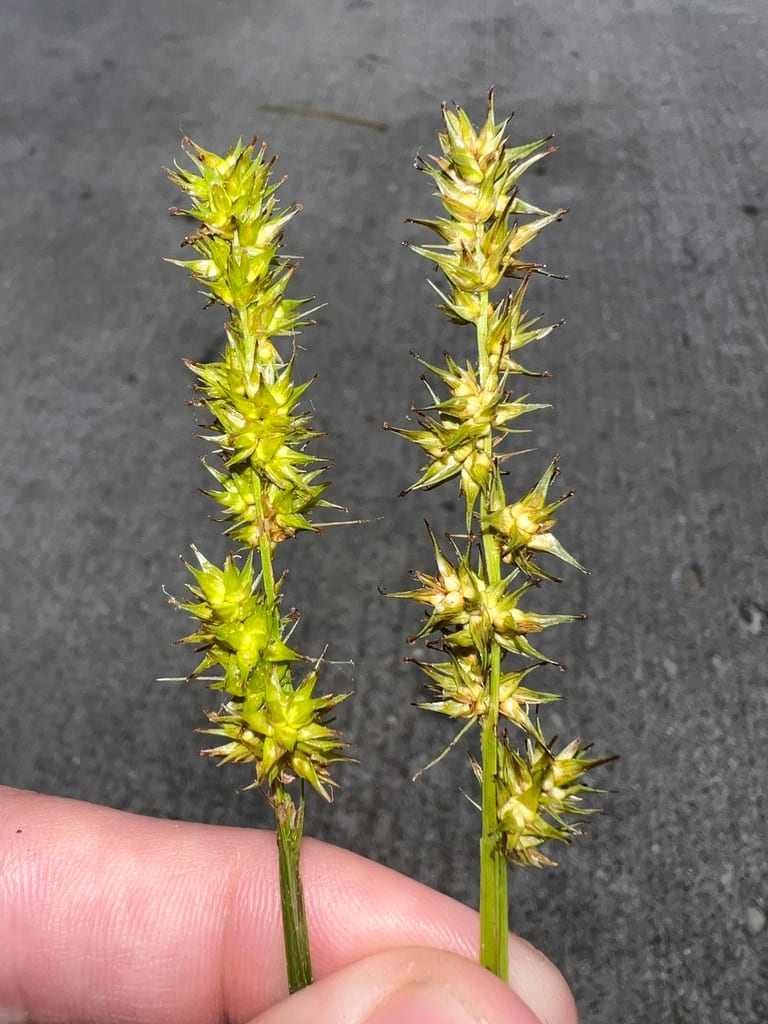 Smoothsheath sedge (Carex laevivaginata)