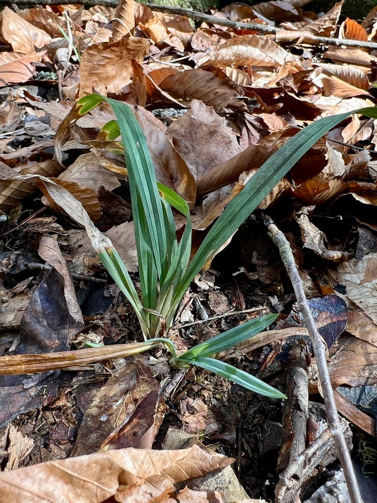 Waterfall's sedge (Carex latebracteata)