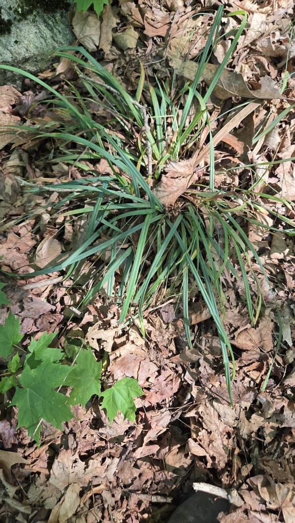 Spreading sedge (Carex laxiculmis var. copulata)