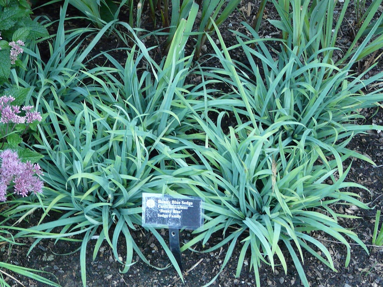 Spreading sedge (Carex laxiculmis)