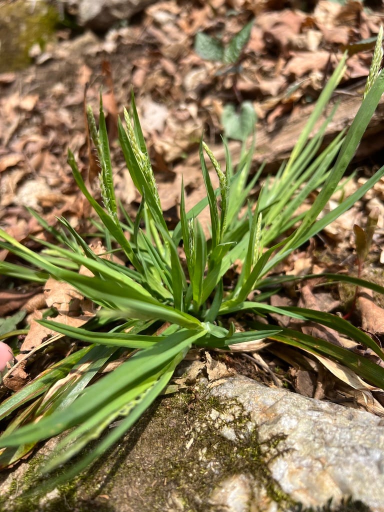 Broad looseflower sedge (Carex laxiflora var. laxiflora)