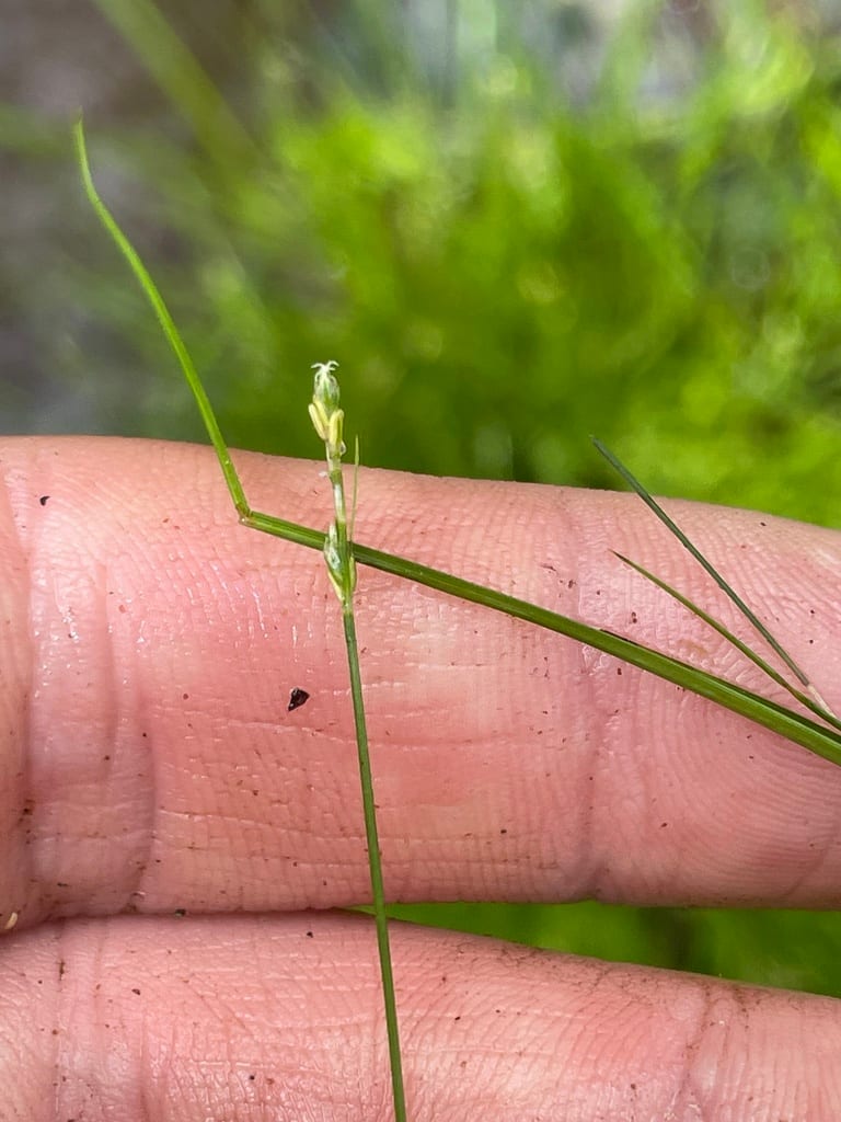 Bristly-stalk sedge (Carex leptalea ssp. harperi)