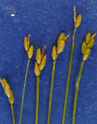 Bristlystalked sedge (Carex leptalea)