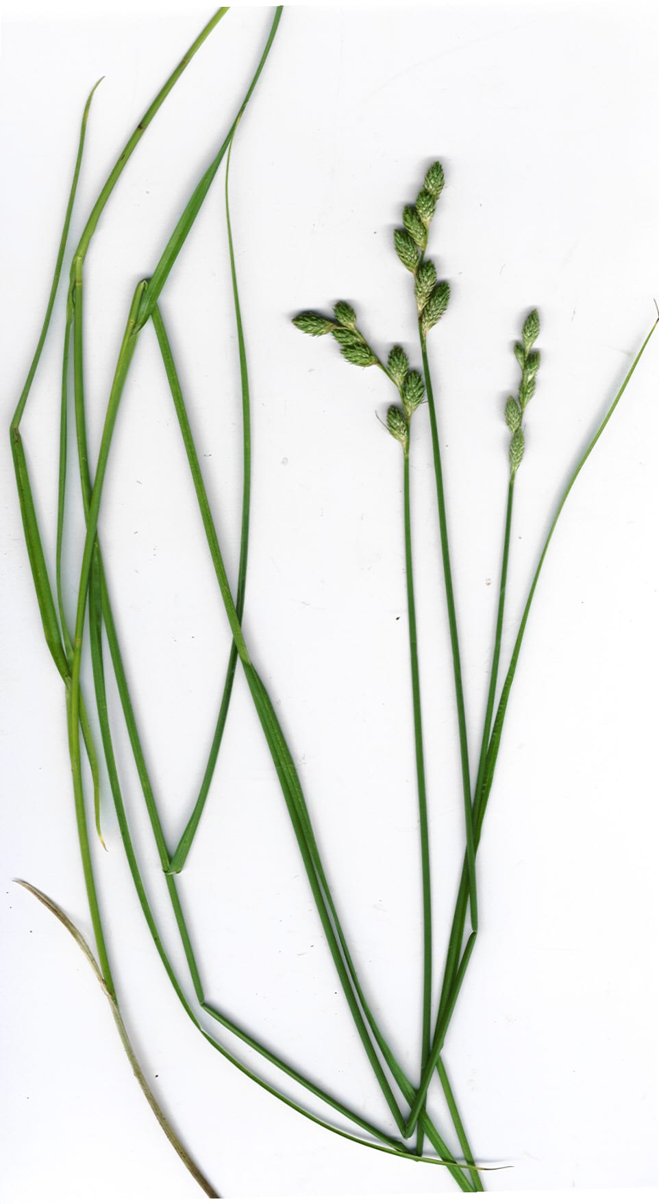 Long's sedge (Carex longii)