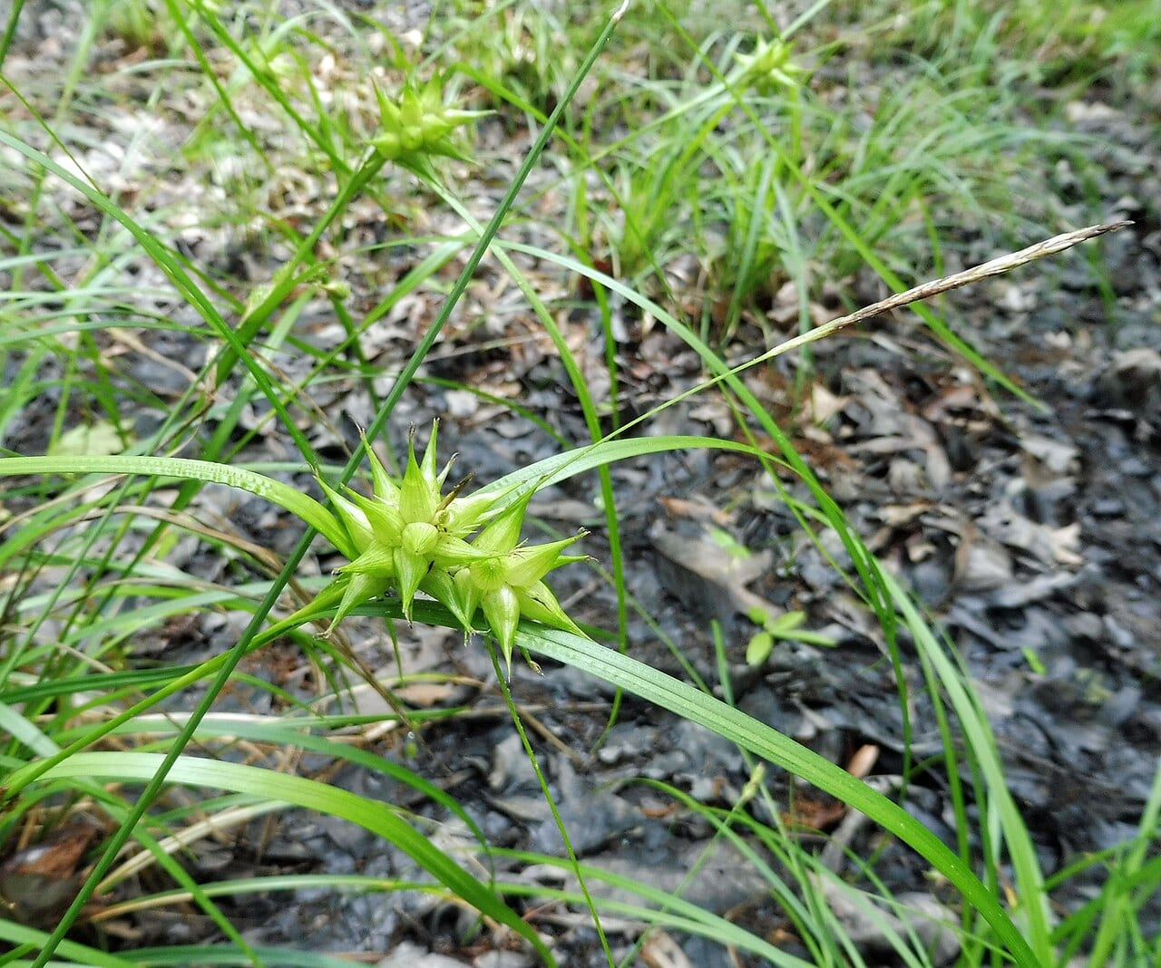 Louisiana sedge (Carex louisianica)