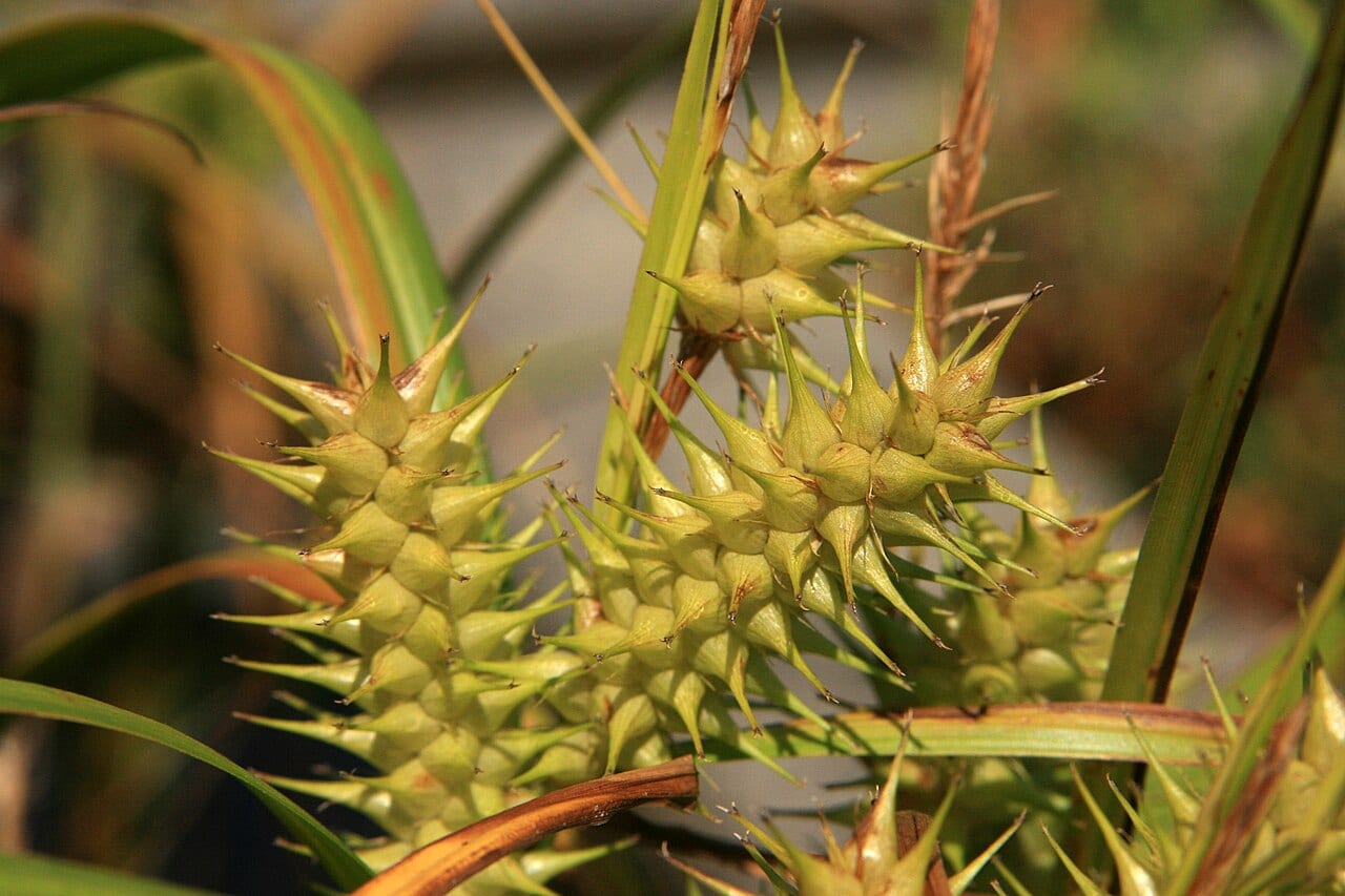 False hop sedge (Carex lupuliformis)