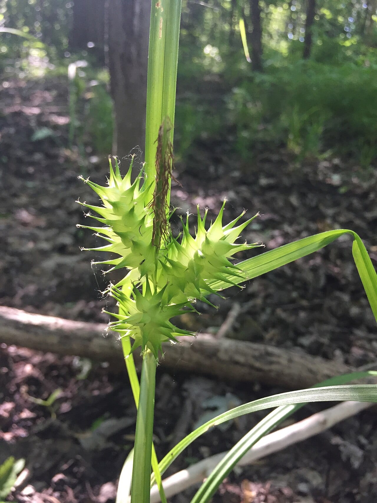 Hop sedge (Carex lupulina)