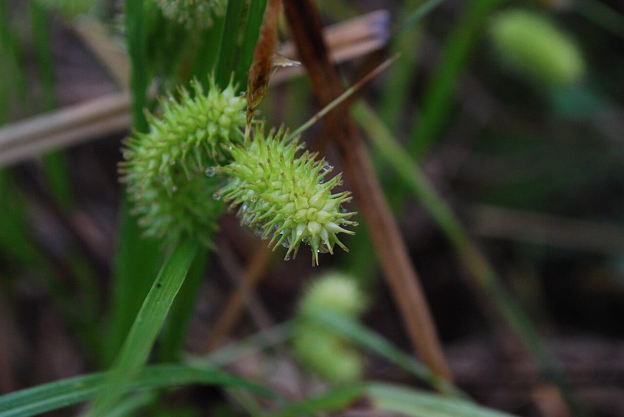 Shallow sedge (Carex lurida)