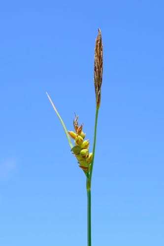 Mead's sedge (Carex meadii)