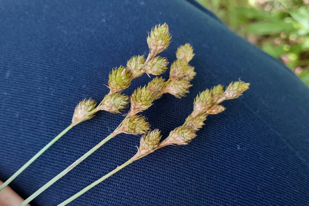 Fernald's sedge (Carex merritt)