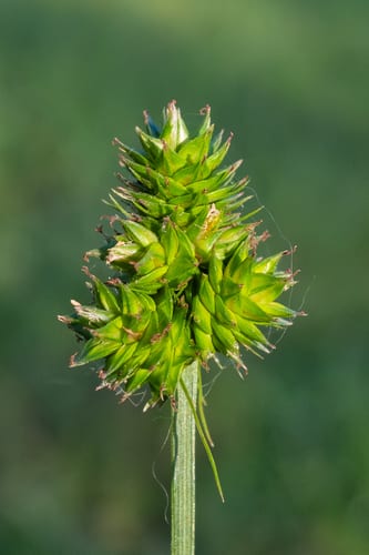 Midland sedge (Carex mesochorea)