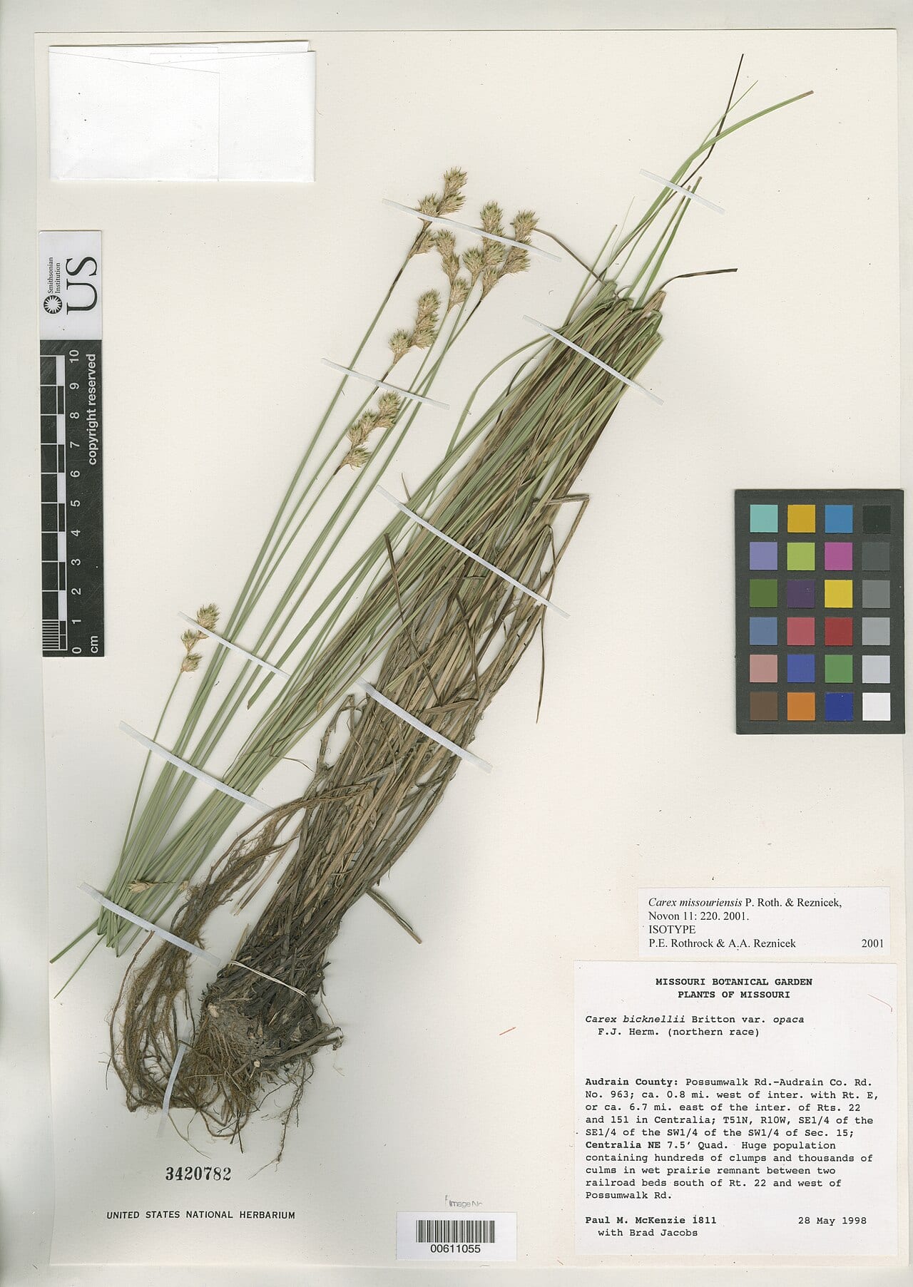 Missouri sedge (Carex missouriensis)
