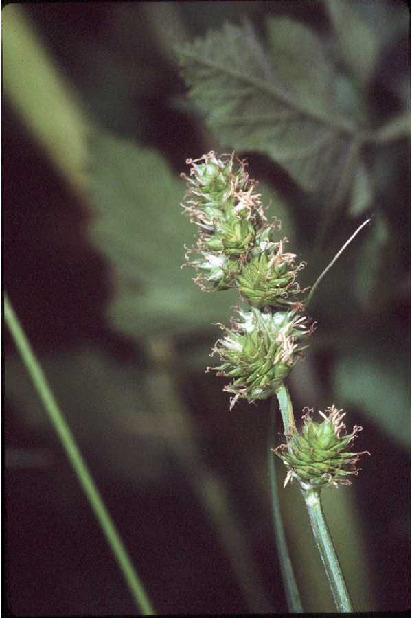 Troublesome sedge (Carex molesta)