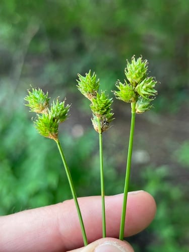 Frightful sedge (Carex molestiformis)