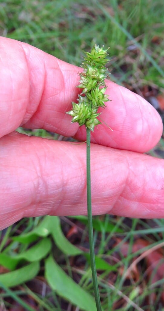 Muhlenberg's sedge (Carex muehlenbergii var. muehlenbergii)